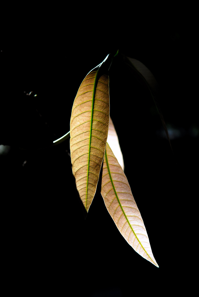 芒果树的嫩叶 摄影 飞歌fgd200