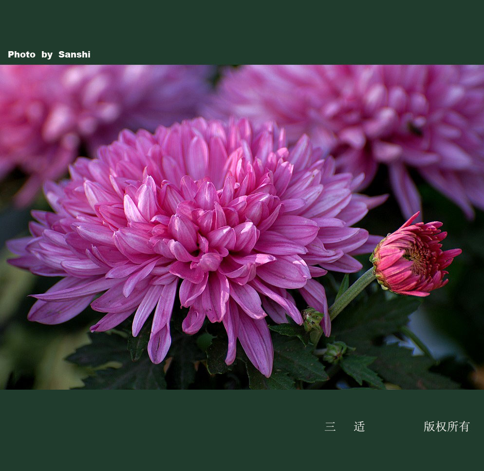 菊花[6] 摄影 三适