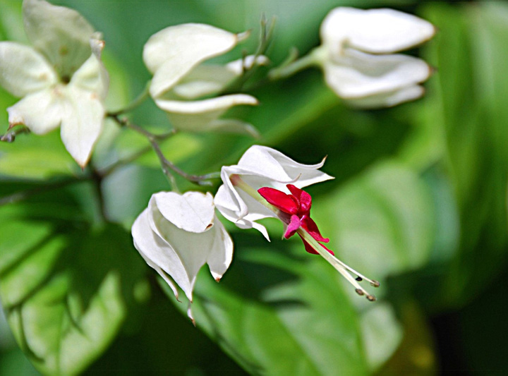 BLEEDING HEART VINE 摄影 和平鸽