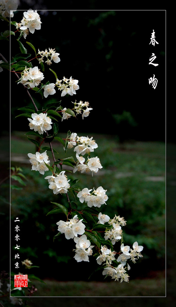 春之吻 摄影 素心静雨