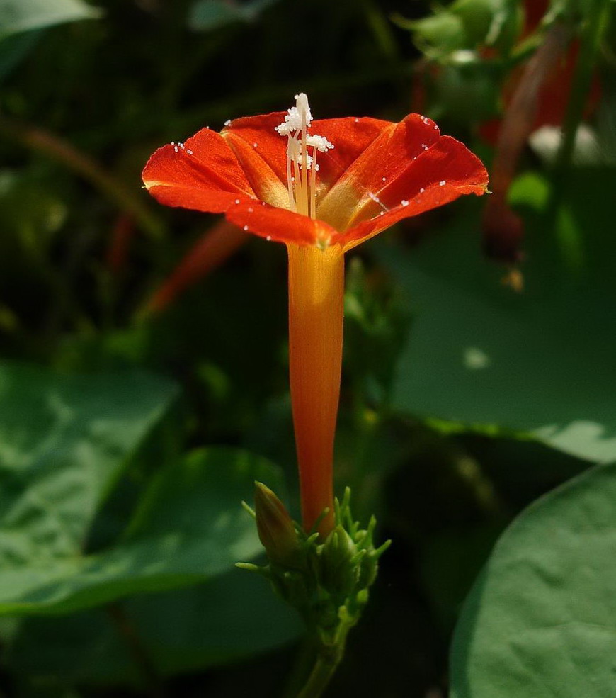 橙红茑萝 摄影 青花瓷