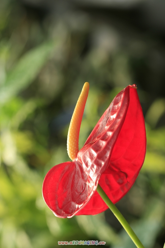 红掌迎佳节 摄影 静沁