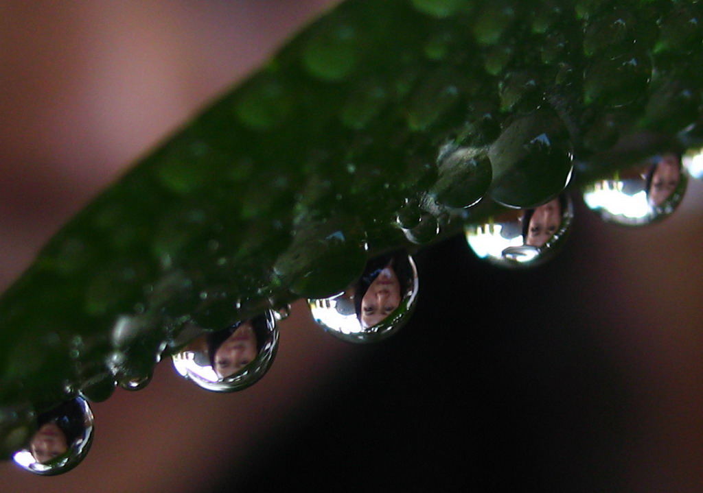 水珠里的世界(10) 摄影 草籽