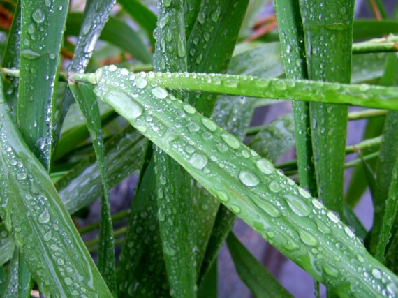 雨滴 摄影 花枝俏