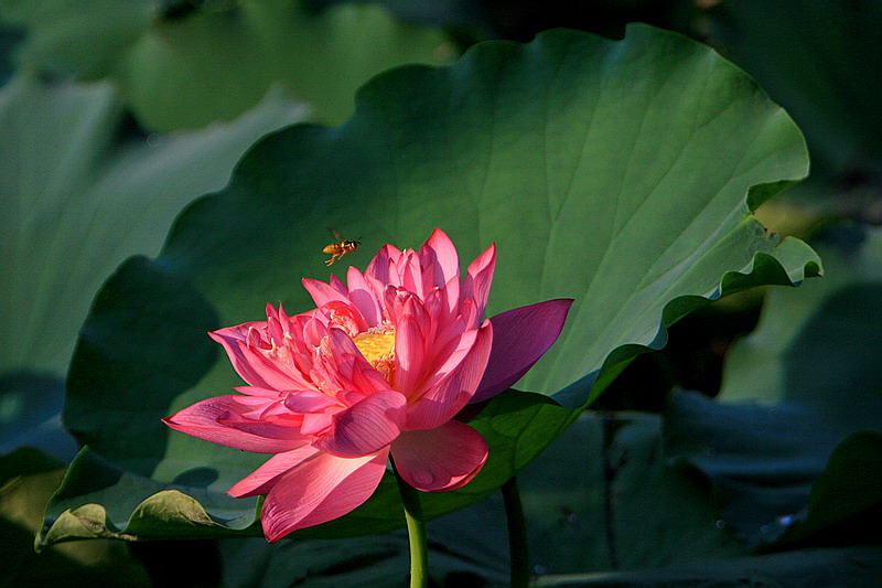 07荷花（15） 摄影 laogao-1908