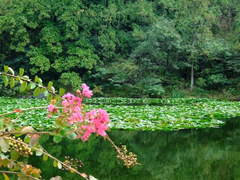 香山静翠湖 摄影 茶烟琴韵