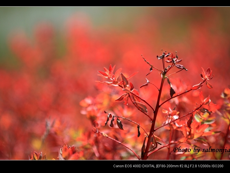 草原狼毒花 摄影 salmonjia