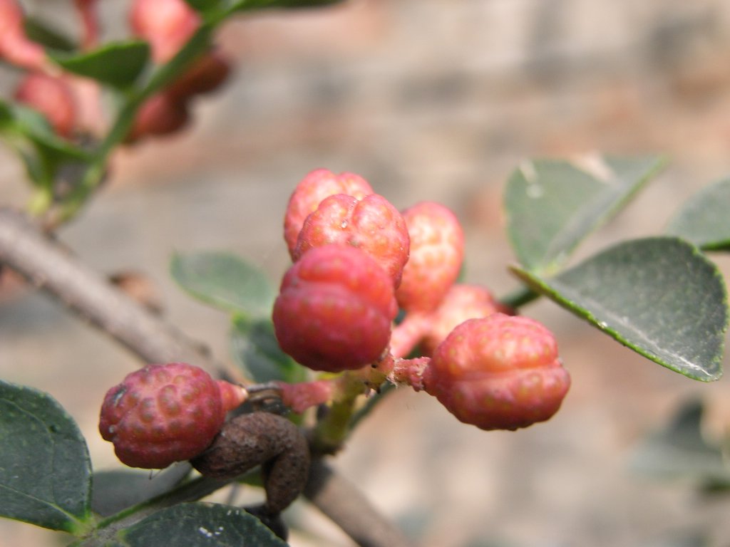 花椒 摄影 随风缘