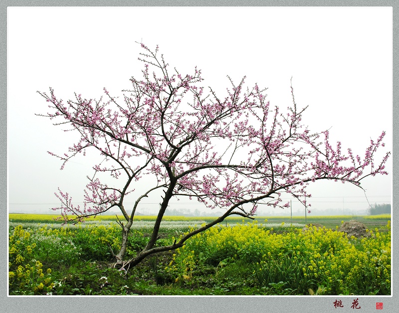 桃花 摄影 山魂海魄