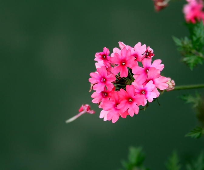 无可奈何花落去 摄影 戴笑地