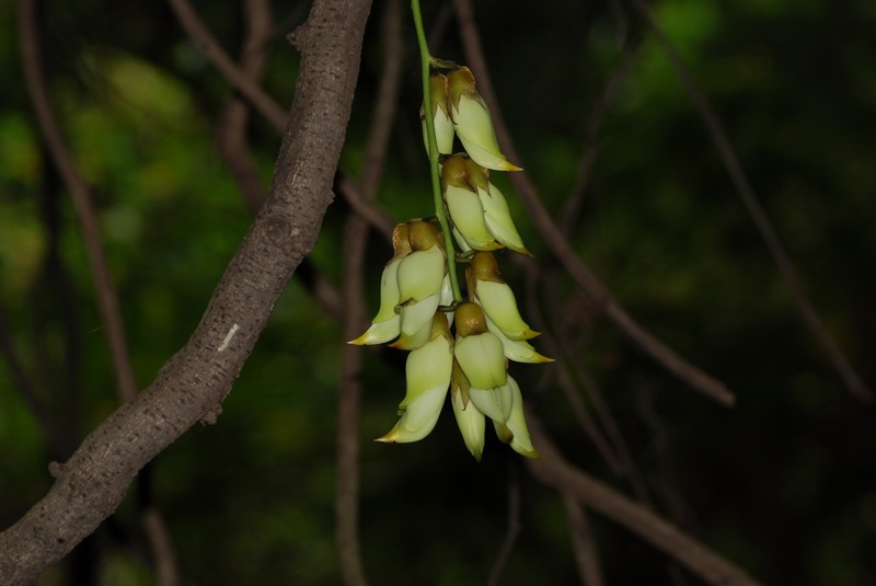 禾雀花 摄影 HANSS