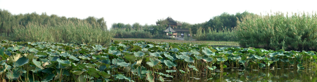 芦荡漫漫 摄影 若木