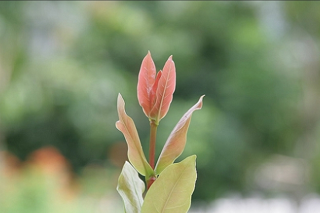 花草 摄影 柳溜子