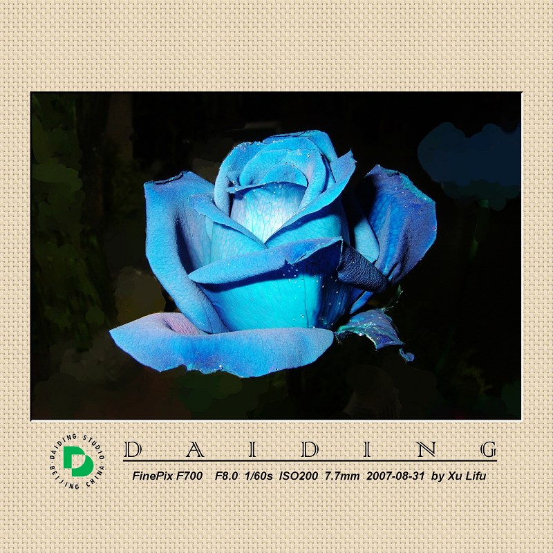 蓝色妖姬 摄影 daiding