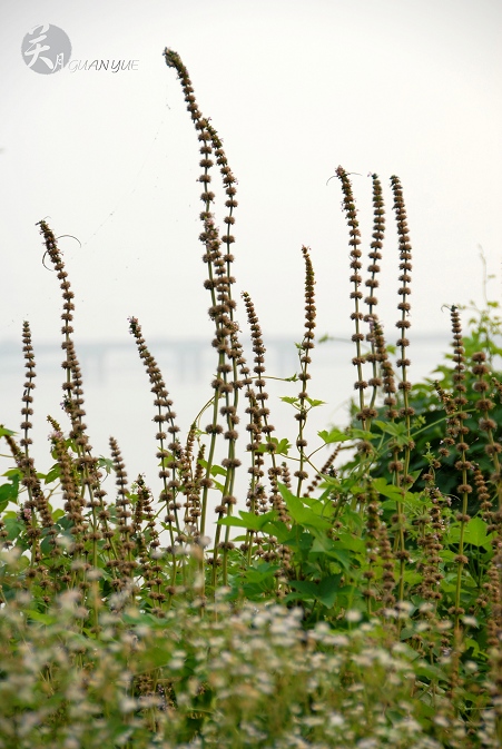 野花野草（3） 摄影 关关月月