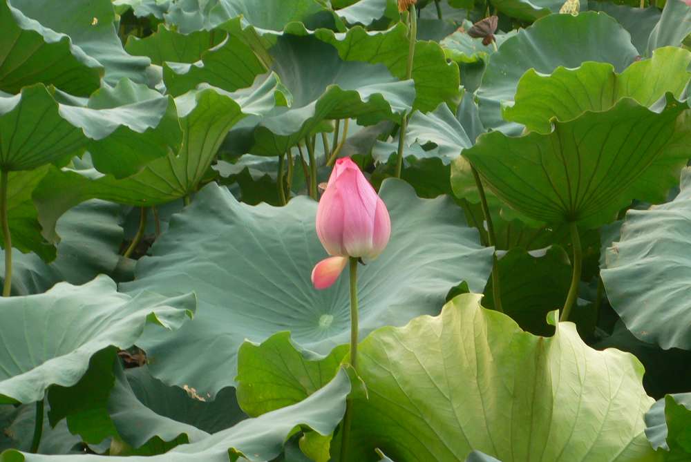 一点红--西湖秋荷 摄影 福寿乐