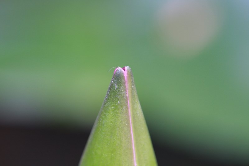 南方小荷 摄影 私房菜