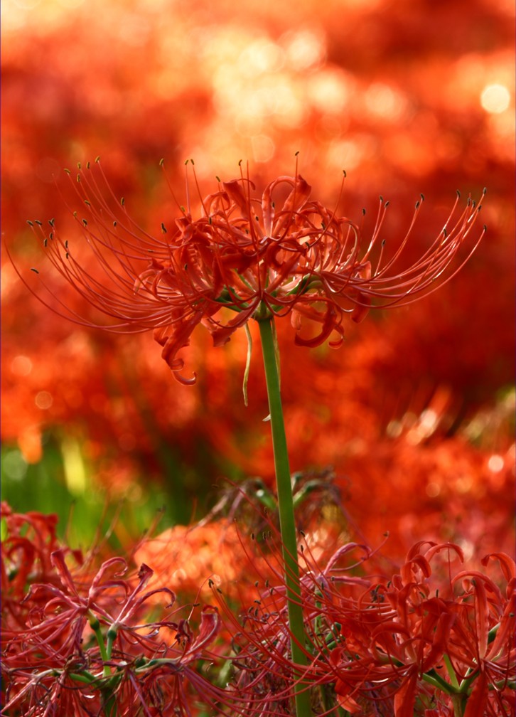 彼岸の花 摄影 无名小花