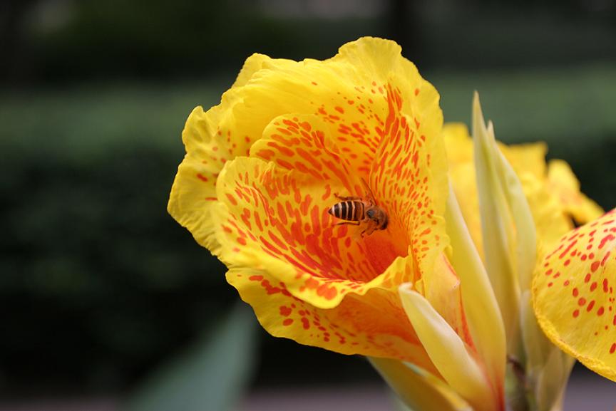 花与蜂 摄影 陇上汉