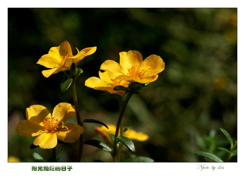 阳光灿烂的日子 摄影 山林溪水