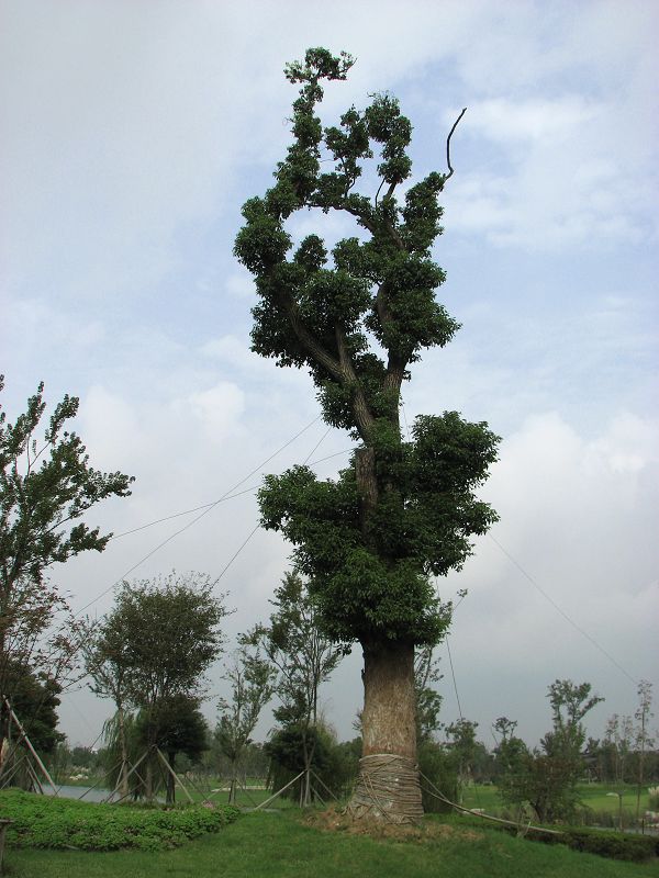 参天 摄影 小范儿