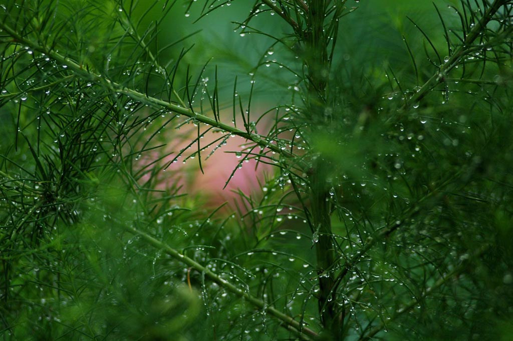 雨落嫣红 摄影 魅力无限