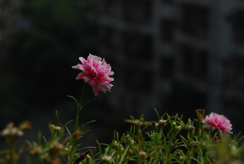 花语暗香 摄影 闲来听雨