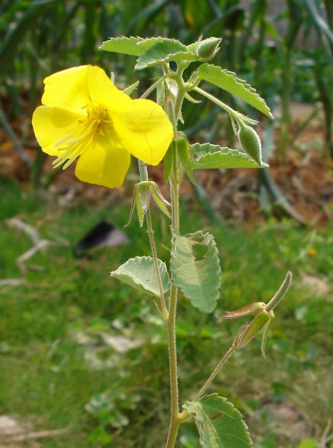 田麻 摄影 青花瓷