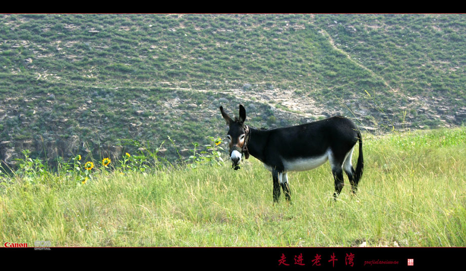 走进老牛湾33（孤独） 摄影 玉洁冰清