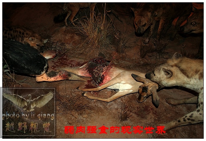 弱肉强食 摄影 越野游子