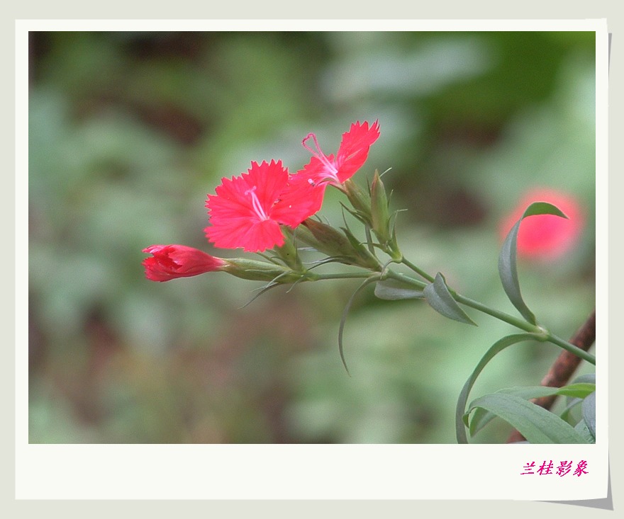 芬芳 摄影 兰桂影象