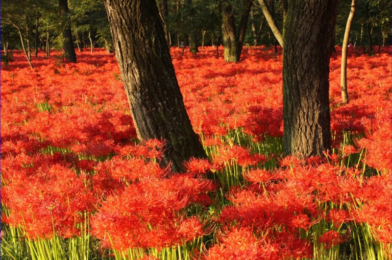 紅海洋 摄影 无名小花