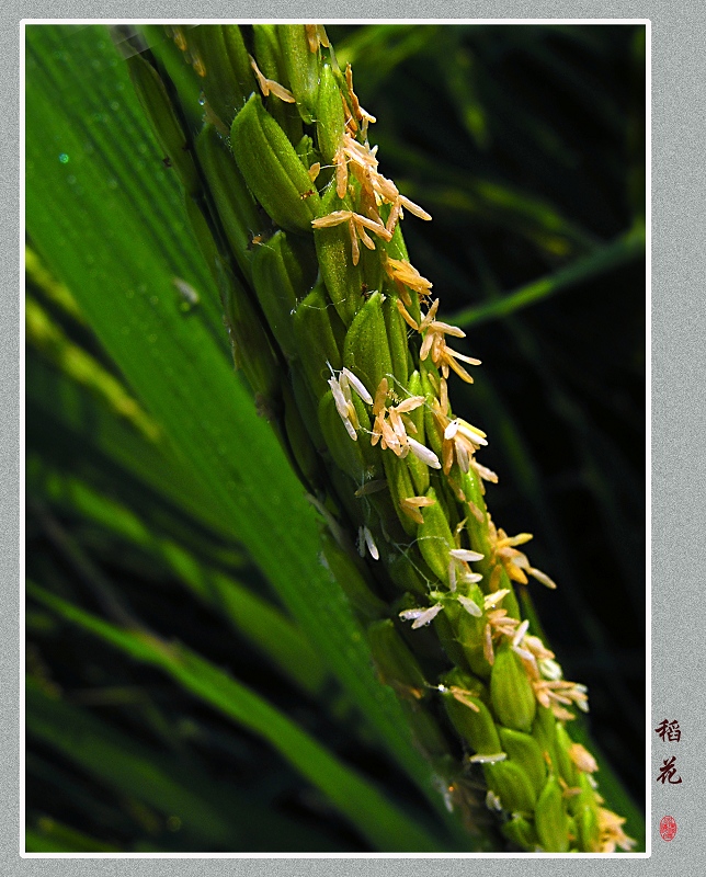 稻花 摄影 山魂海魄