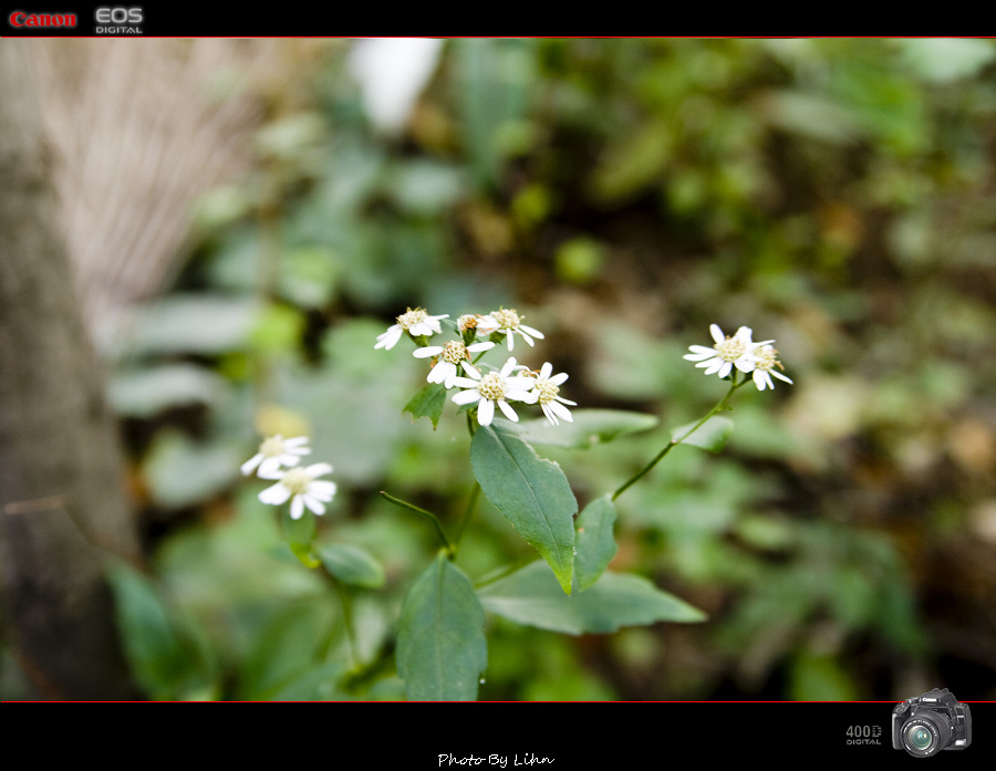 小花 摄影 大A