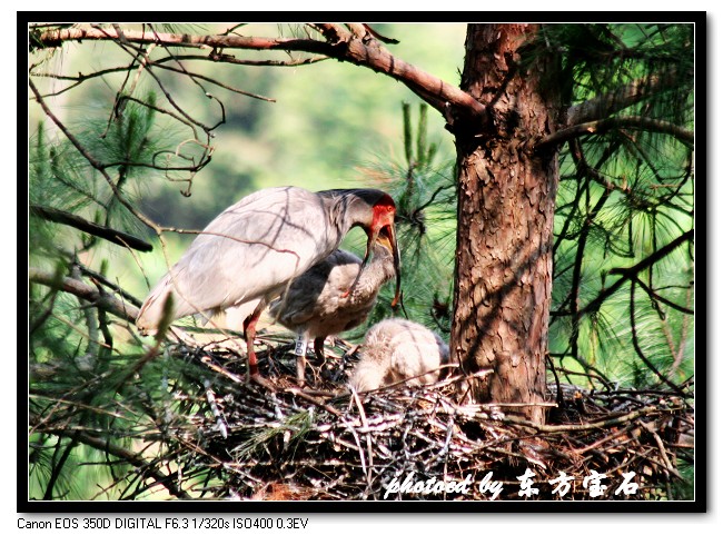 《东方宝石》的故事之十九：辛勤哺育经过三十天的孵化，小朱鹮 摄影 东方宝石