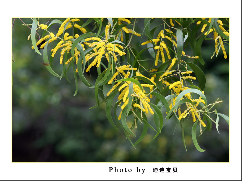 相思树花 摄影 迪迪宝贝