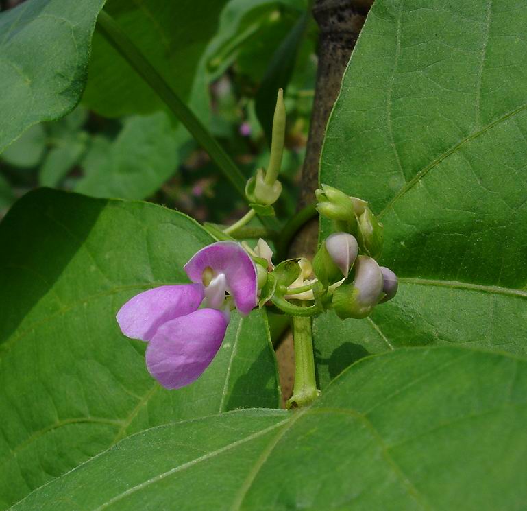 菜豆（四季豆） 摄影 青花瓷