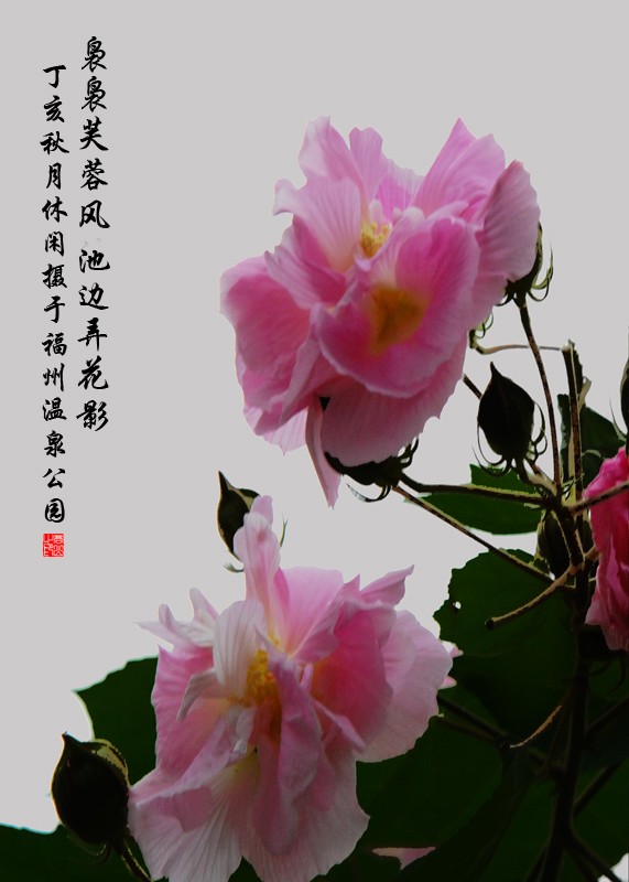 芙蓉 摄影 休闲老头