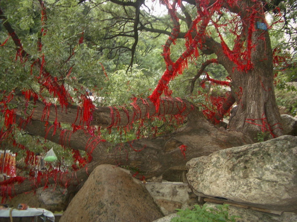 走进祖山（３１）千年神柳 摄影 与月同辉