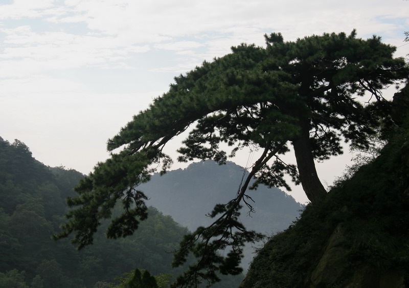 《泰山拾景》系列6---泰山迎客松 摄影 宁夏.暴新义