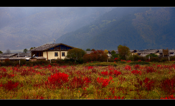 开满鲜花的村庄 摄影 瑶古老