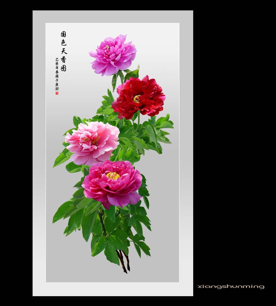 牡丹 摄影 山沐