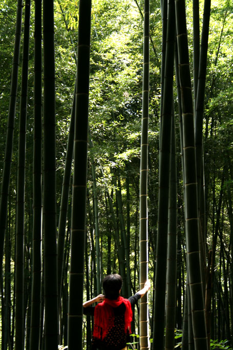 薤山组照之七  楠竹林 摄影 冰清玉洁bqyj