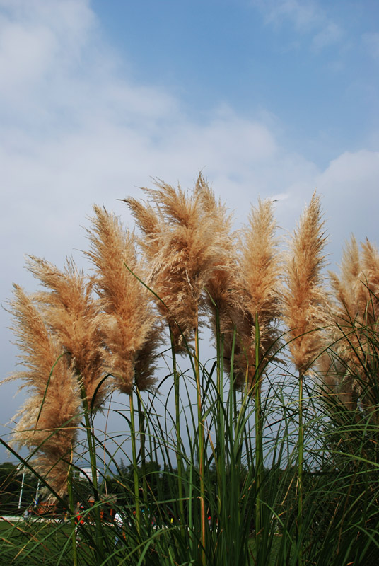 芦花 摄影 边走边拍