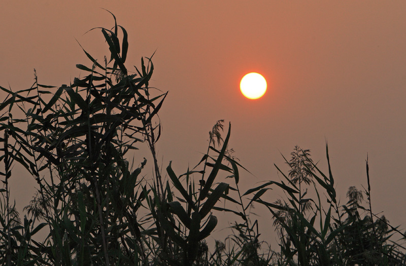 苇送夕阳 摄影 台城松