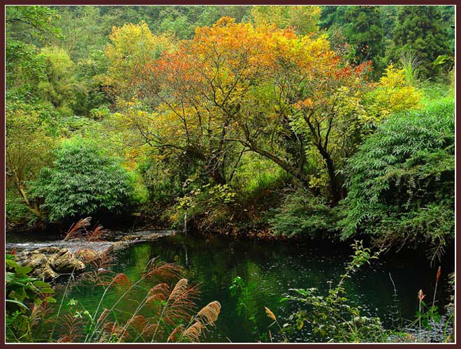 秋色 摄影 黔山秀水