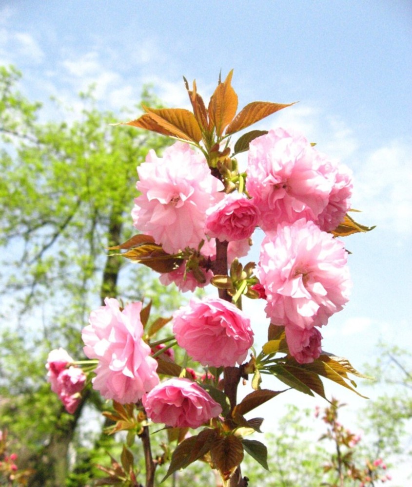 春花娇艳 摄影 鬼影者