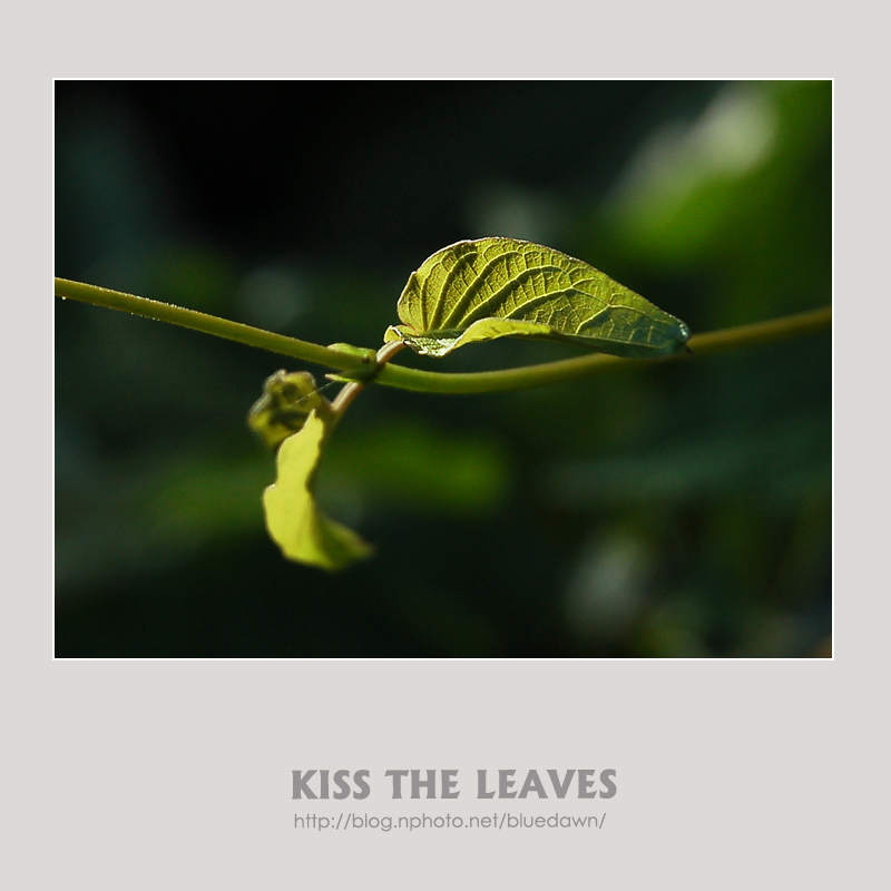 KISS THE LEAVES 摄影 蓝色黎明