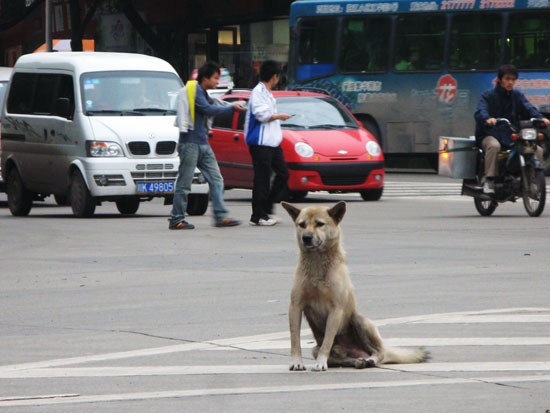 黄狗蹲在大街上 摄影 快乐瞬间