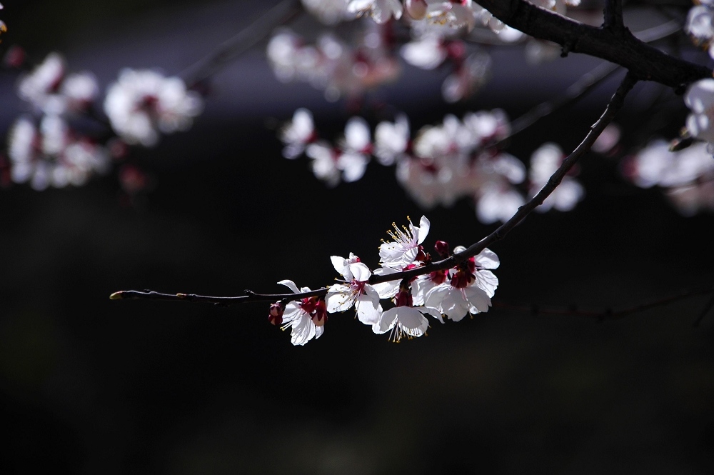 5月梅 摄影 龙城岁月